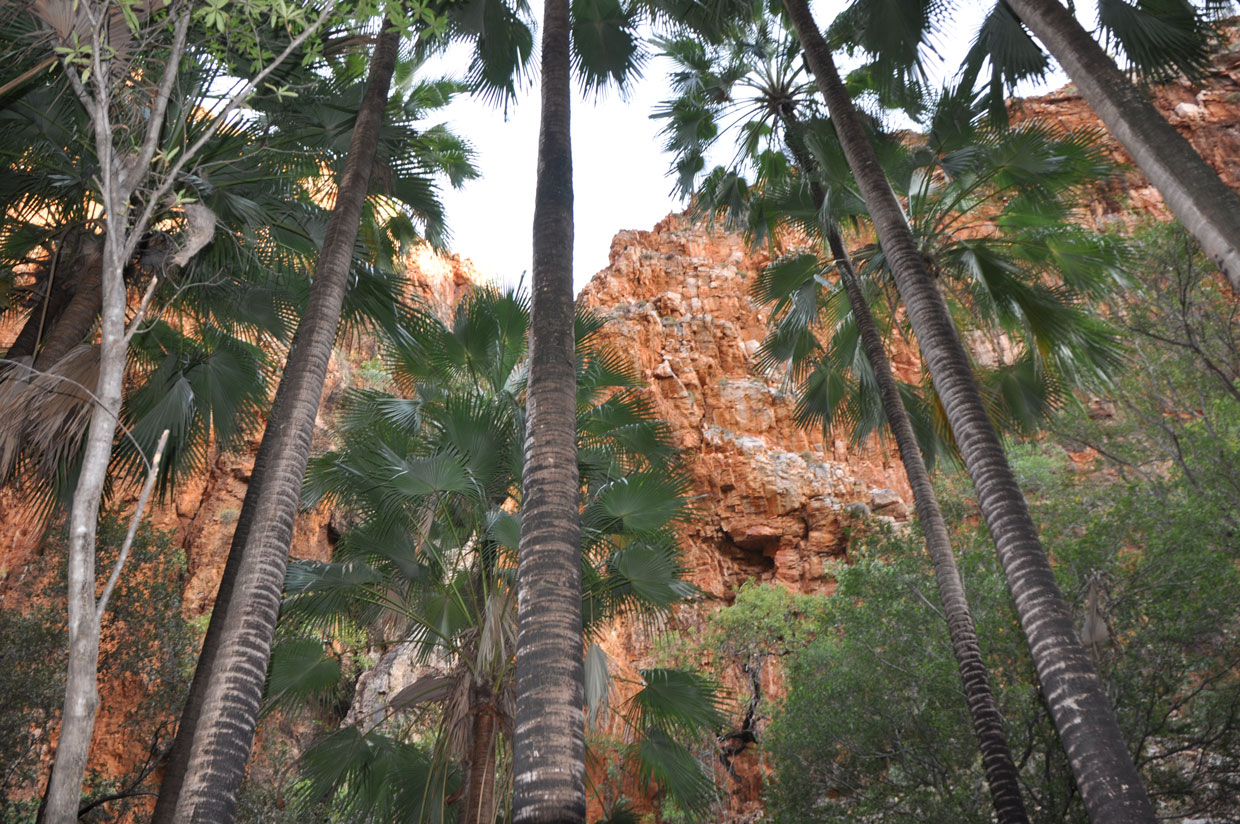 The stunning red rocks of El Questro Gorge.