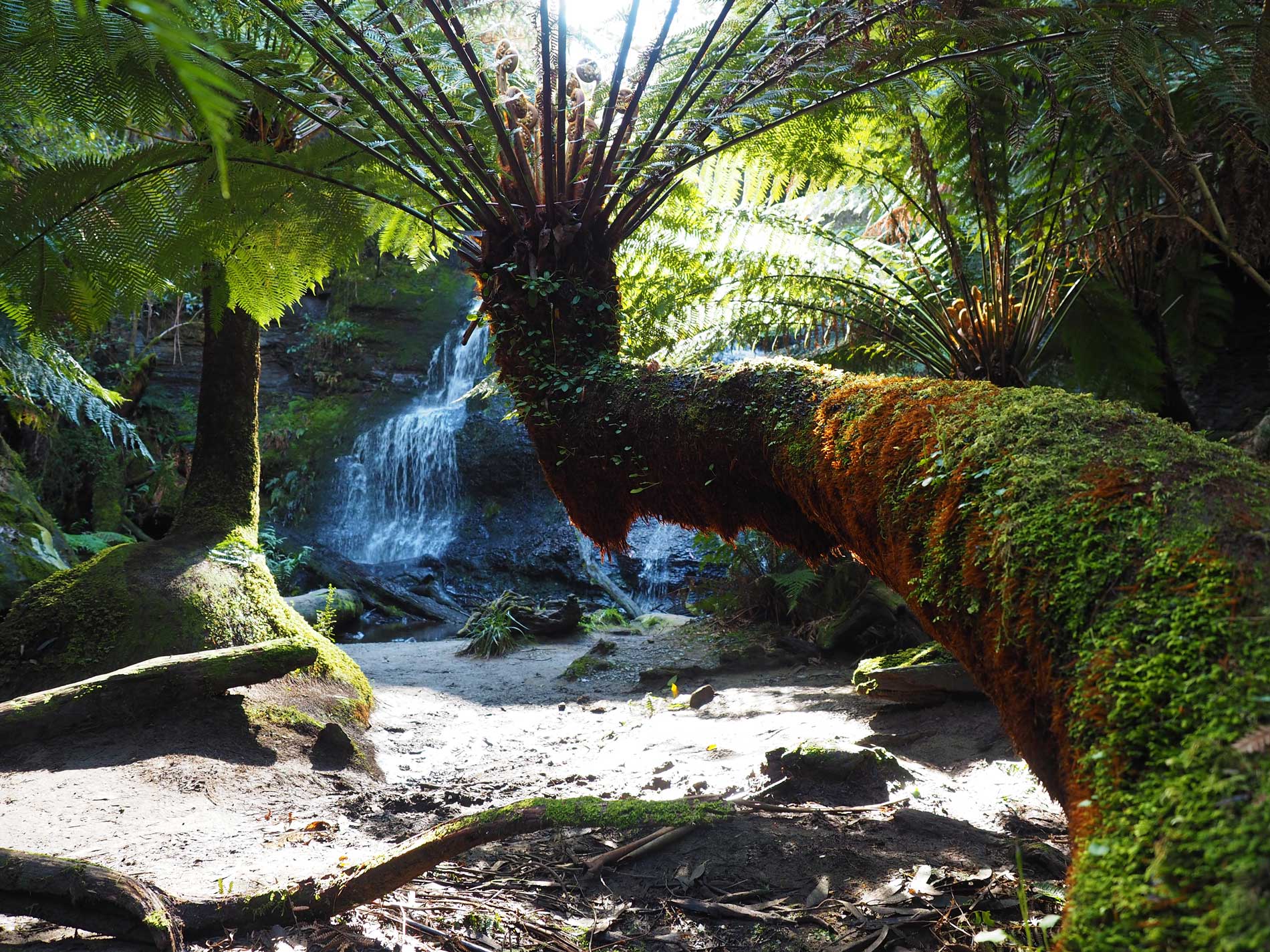 The many waterfalls of the Otway National Park are a beautiful reason to visit the Great Ocean Road in Summer