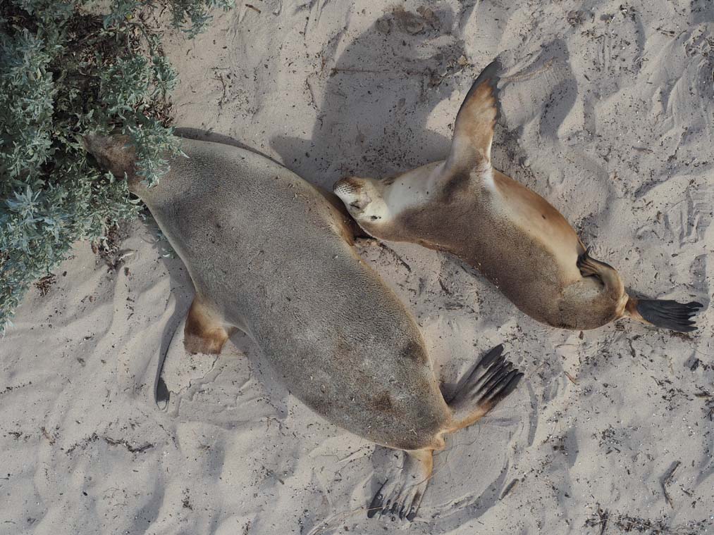Sea Lions on the beach at Seal Bay, Kangaroo Island