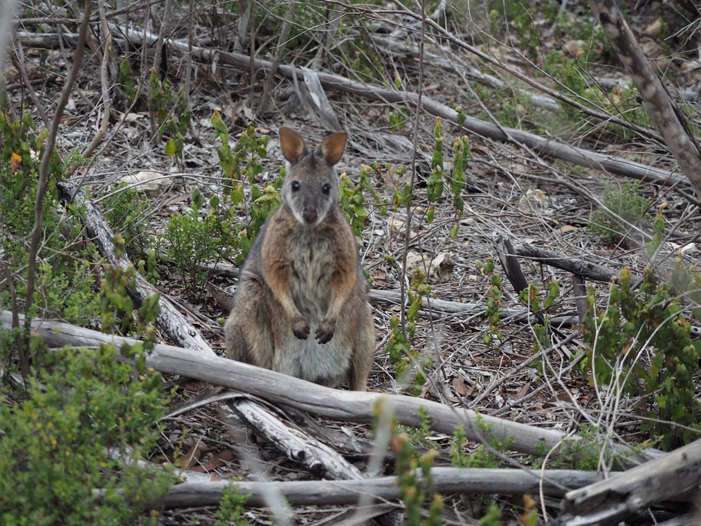 Tamar Wallaby on Kangaroo Island