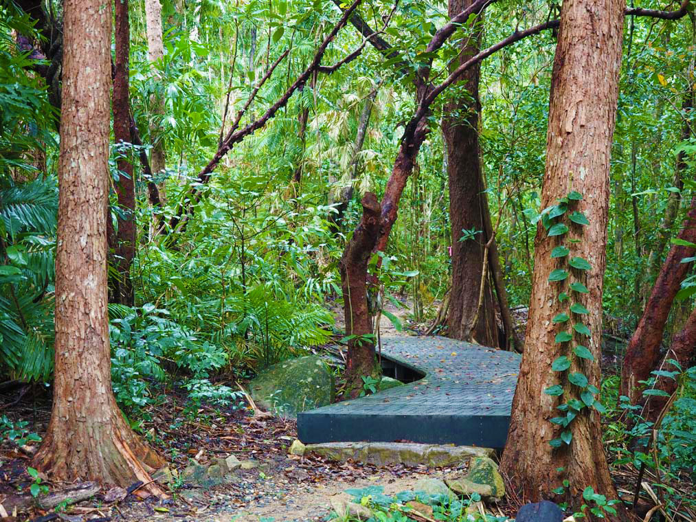 The walking track to the Fitzroy Island summit cross several different types of vegetation including rainforest. 