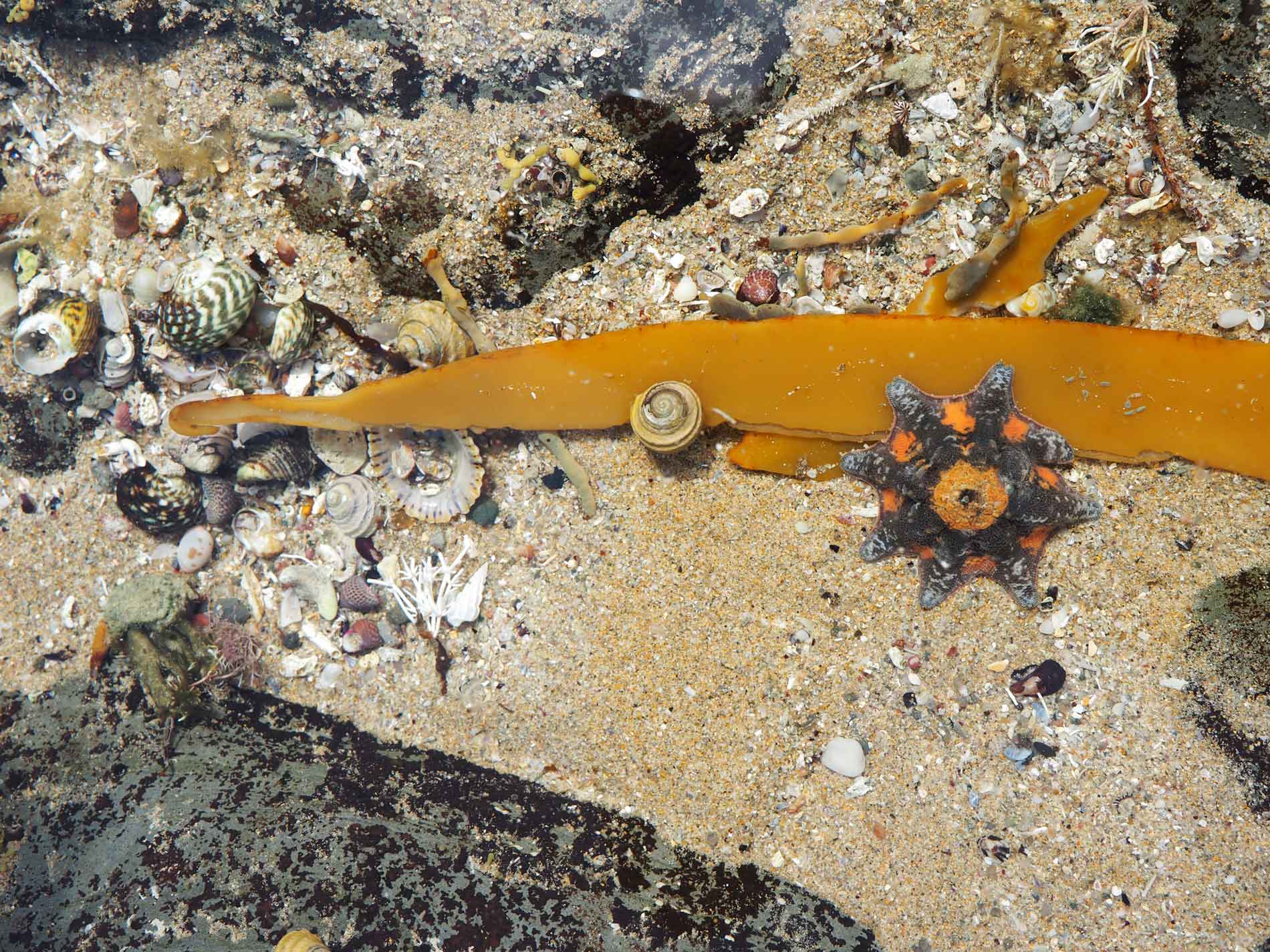 Rockpools are fun to explore and good way to cool down on the Great Ocean Road in Summer