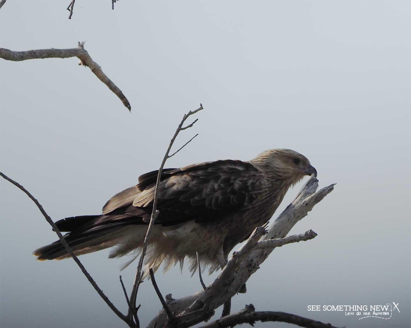 A whistling kite in a tree at Mamukala Wetlands in Kakadu National Park