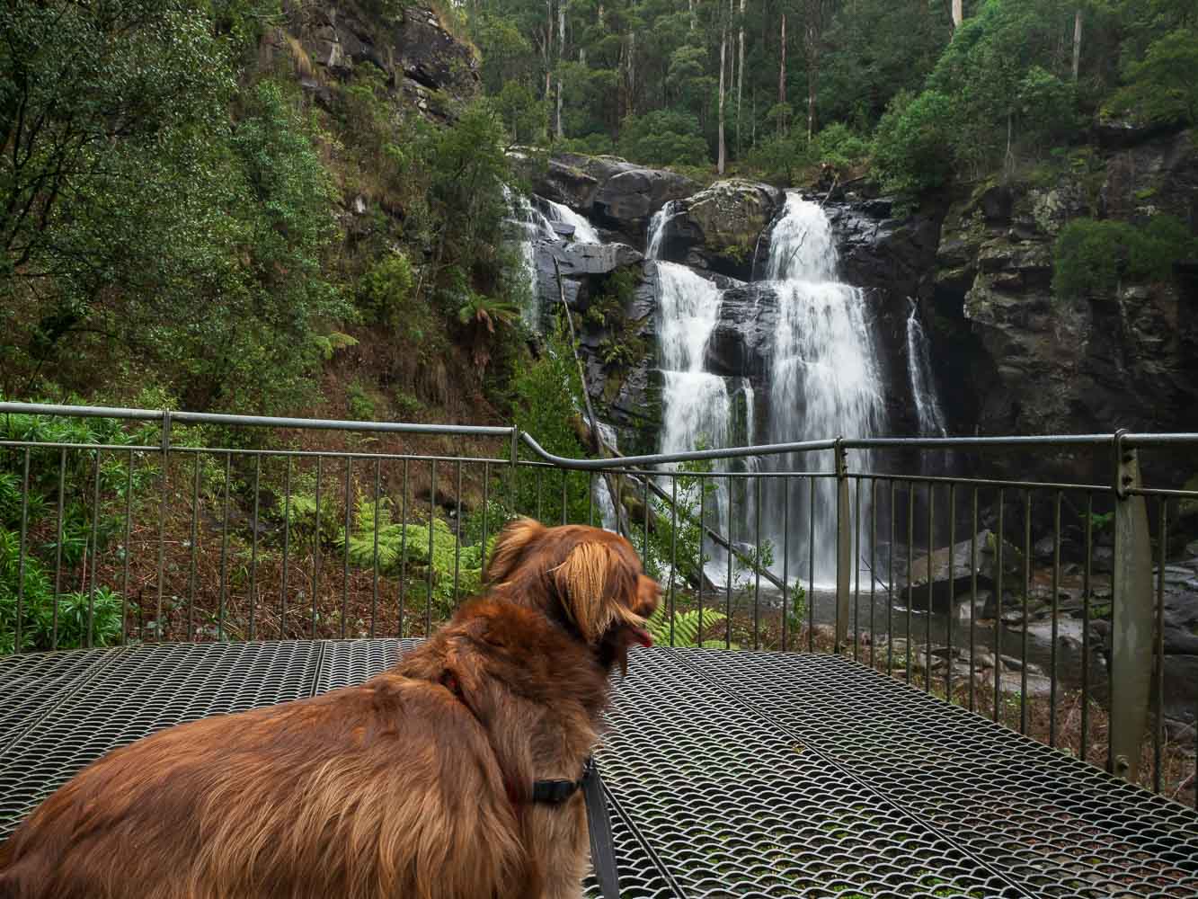 Dog Friendly Waterfalls in Victoria