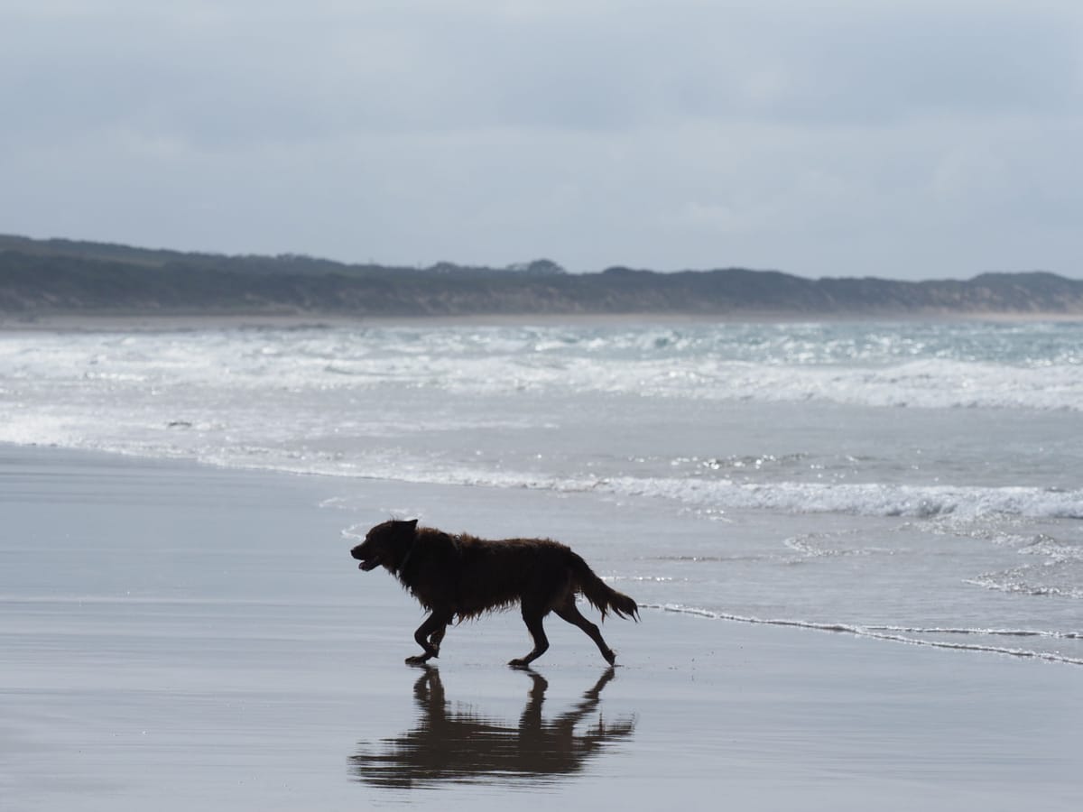 Great Ocean Road Dog Friendly Travel Guide
