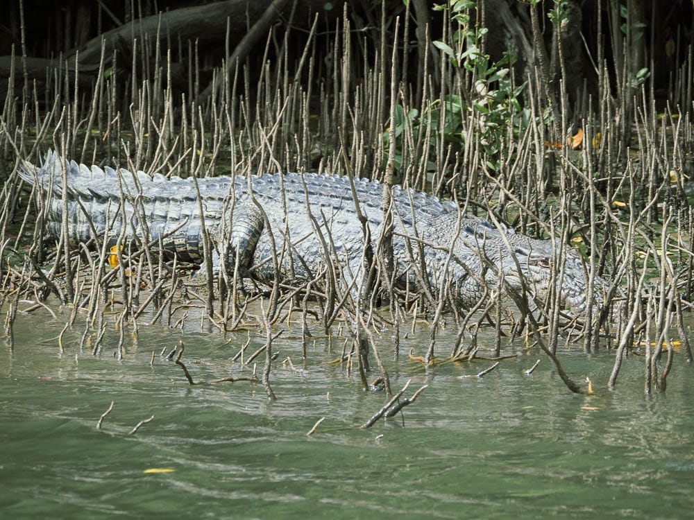 Where to see Crocodiles around Cairns, Palm Cove & Port Douglas