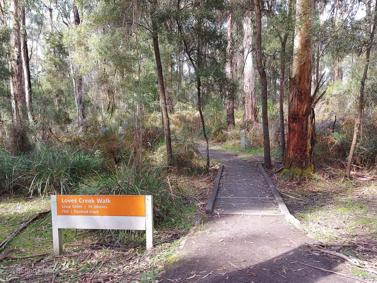 Loves creek walk in the Otway Forest Park