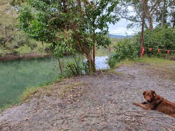 Dog friendly Caravan Parks East Coast Australia