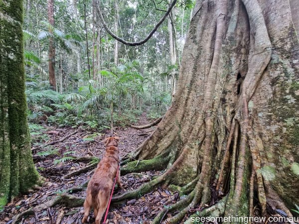 Rainforest Loop Orara East State Forest