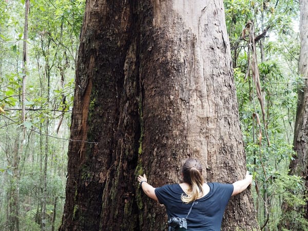 Bushwalking for beginners - How to start bushwalking in Australia when you are an overweight beginner