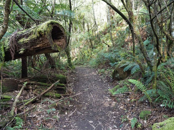 Otway National Park Phantom Falls Circuit