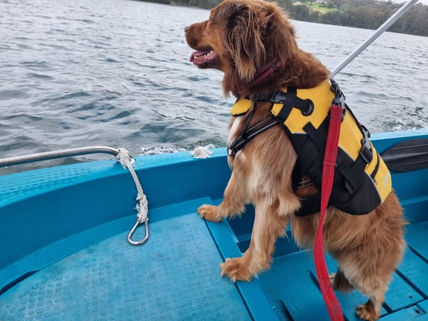 Narooma NSW Dog Friendly Travel Guide