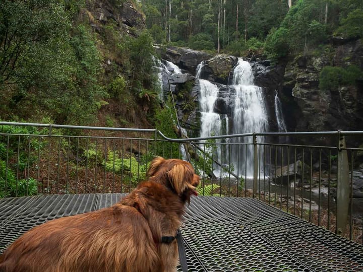 Dog Friendly Waterfalls in Victoria