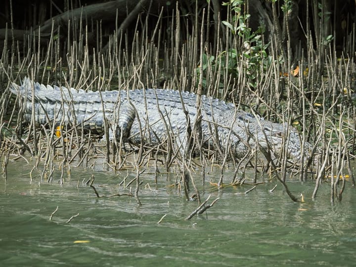 Where to see Crocodiles around Cairns, Palm Cove & Port Douglas