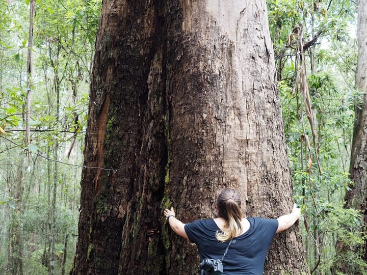 Bushwalking for beginners - How to start bushwalking in Australia when you are an overweight beginner