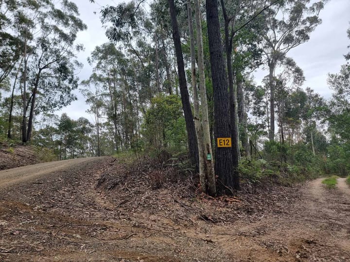 Bodalla State Forest