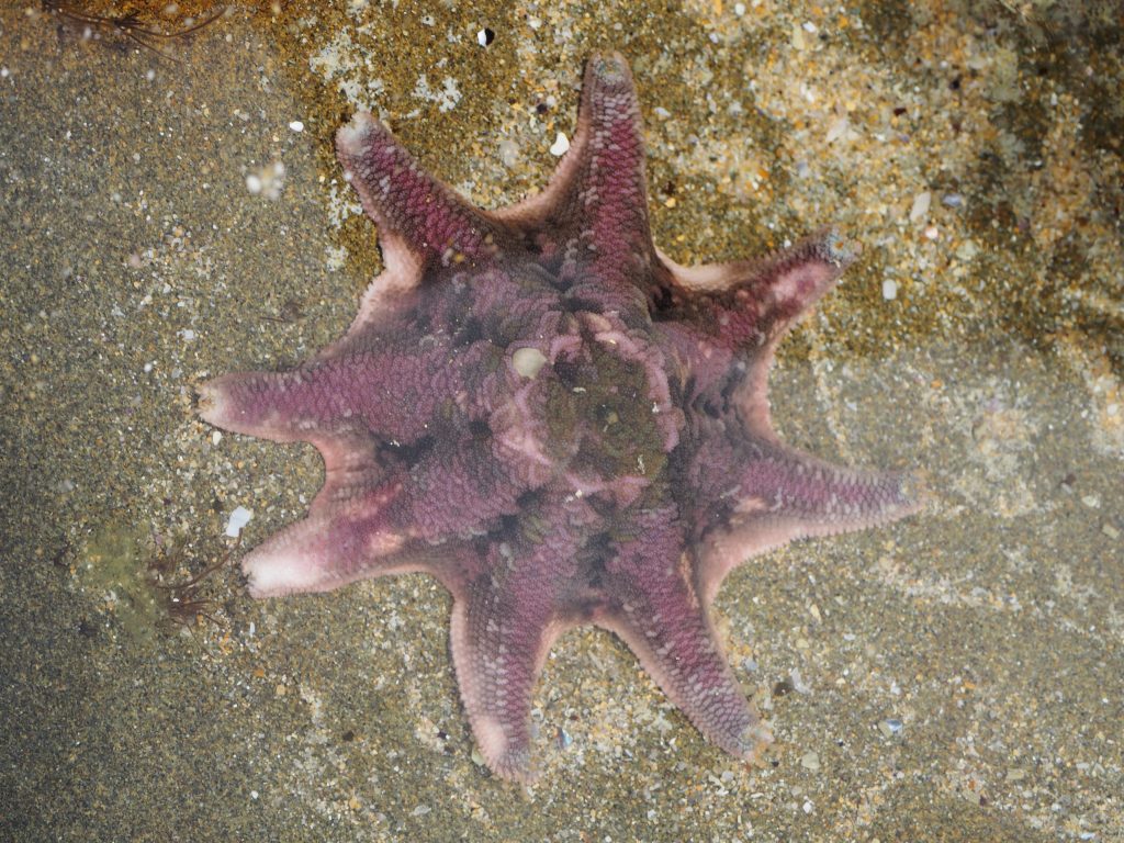 Photo of a purple Spurred Sea Star