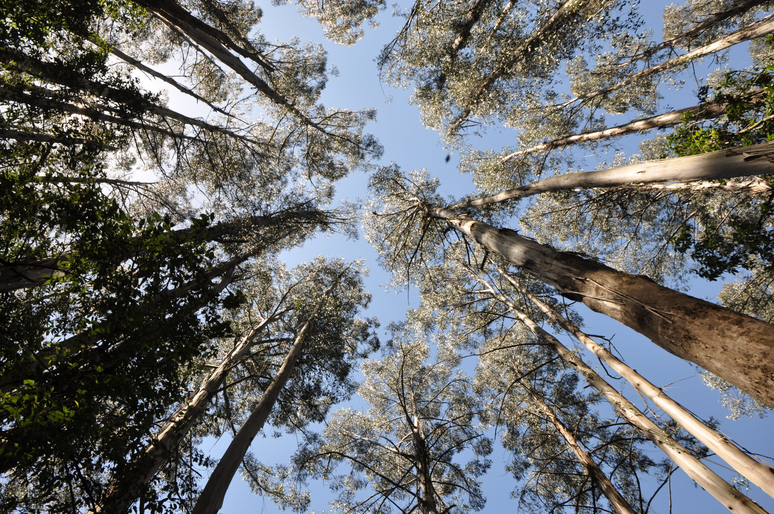 Gum Tree Forest Canopy from below standing looking up