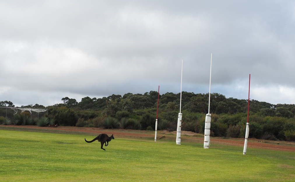 Kangaroo on football field. 
