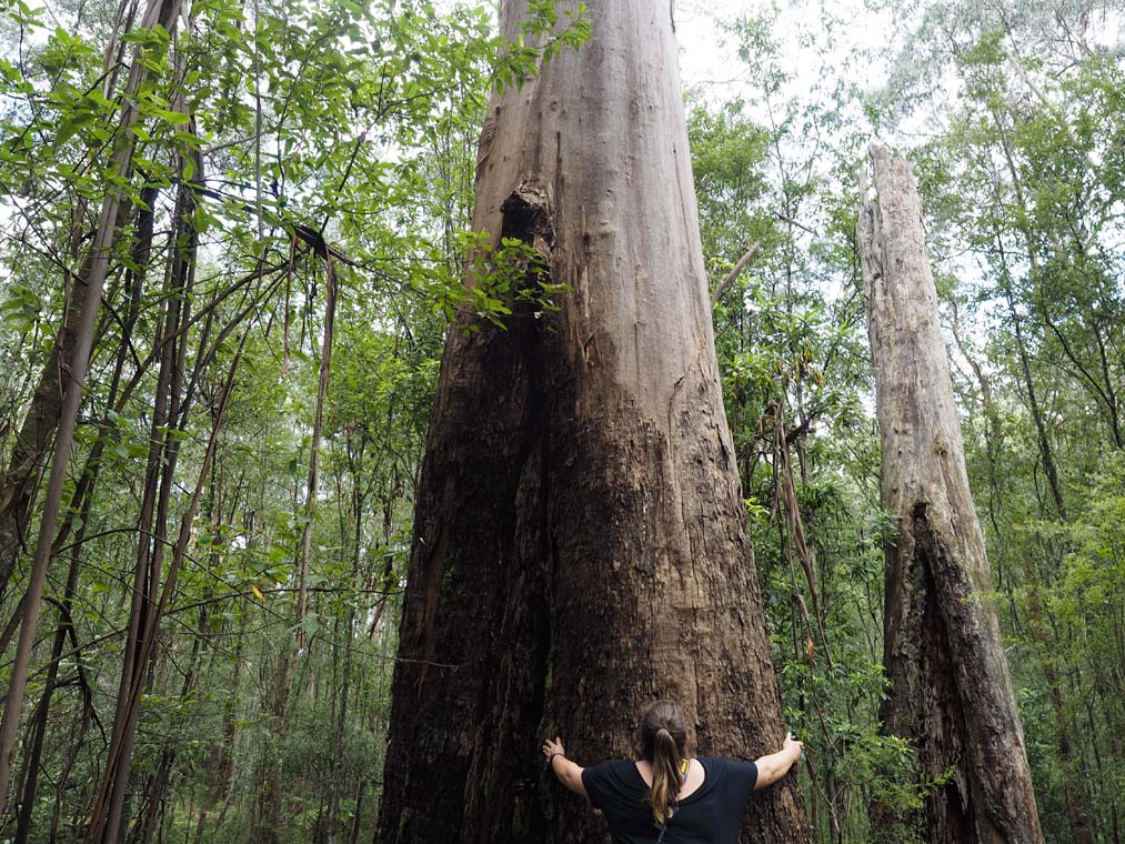A huge Gum Tree in the Otway National Park