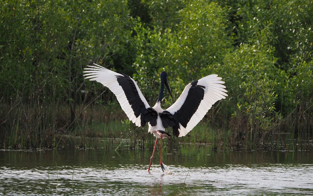 A Black Necked Stork spreads its wings in a roadside wetland in Kakadu