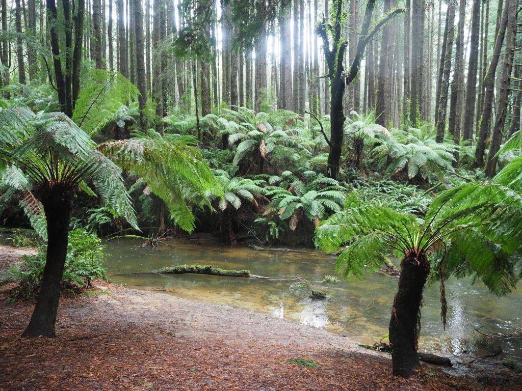 Pretty Creek with natural beach surrounded by tree ferns and gumtrees shot on location at the Redgums