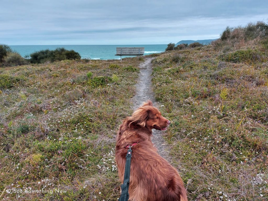 A dog on the side track of the Ocean View Lookout showing that the track is narrow and dogs are allowed
