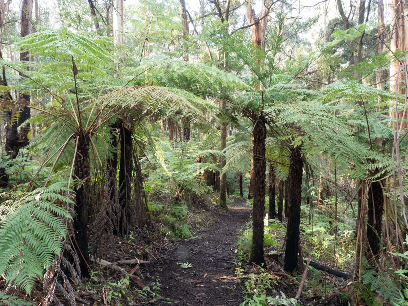 A dirt path meanders downhill amongst tree ferns on the fern gully walk in Forrest Victoria