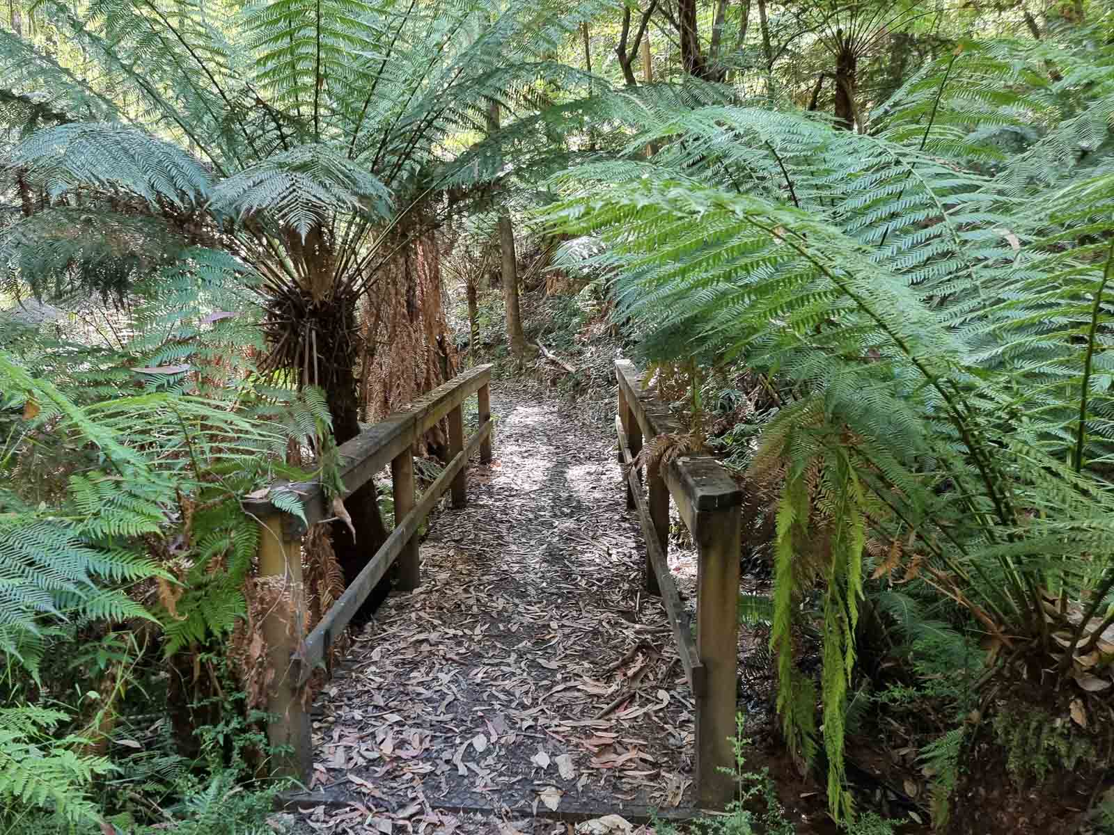 A leaf covered boardwalk surrounded by ferns at fern gully