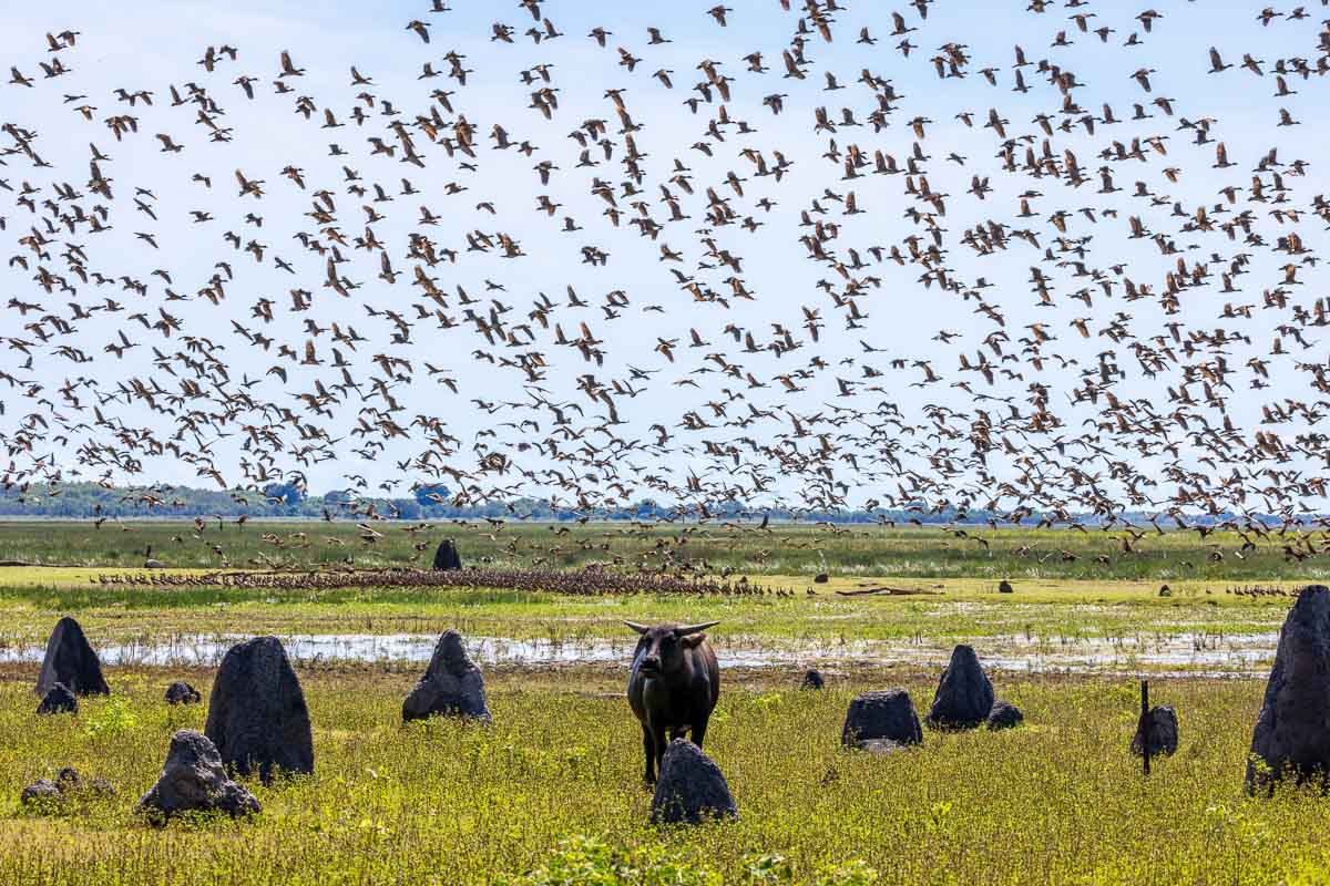 Flock of thousands of birds over a green floodplain of termite mounds