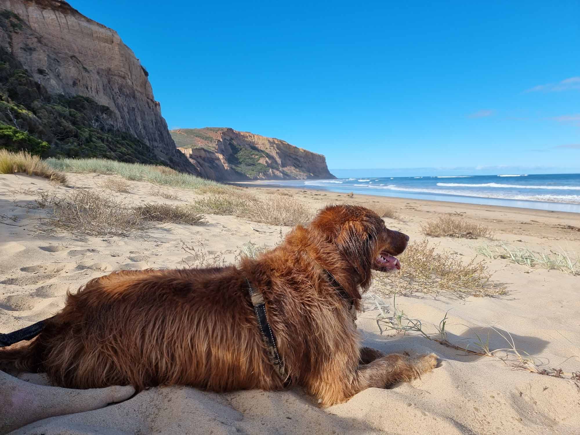 Red golden dog on sandy beach with cliffs in background